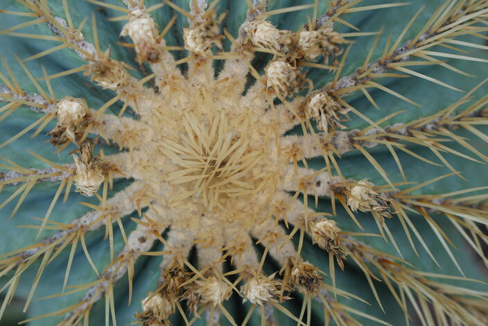 Kaktee im Botanischen Garten Chemnitz (2024)